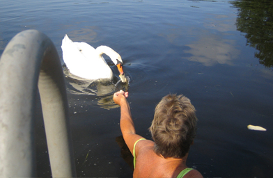 
                    Grace Graham feeding the Mute Swans on Phantom Lake.
                                            (Christina Shockley)
                                        