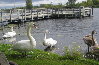 
                    Mute swans at Phantom Glen Park on Phantom Lake.
                                            (Christina Shockley)
                                        