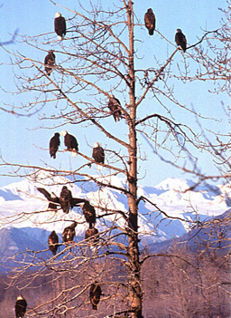 
                    A Tree full of Eagles
                                            (Bob Adkins)
                                        