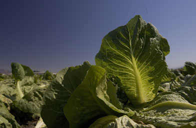 
                    Lettuce grows in a field October 9, 2006 in Gonzales, Calif. Nunes Co. voluntarily recalled 8,500 cartons of its Foxy-brand lettuce from stores and distributors after irrigation water samples tested positive for the E. coli bacteria.
                                            (David Paul Morris / Getty Images)
                                        