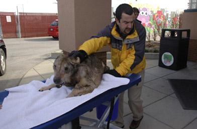 
                    Rafferty is taken to the veterinary hospital.
                                            (Donna Lochmann)
                                        