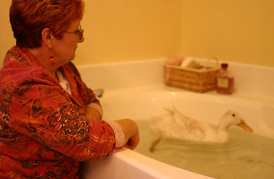 
                    Young's mom looks on as the Pekin Duck they rescued frolicks in her bathtub.
                                            (Tiffany Young)
                                        
