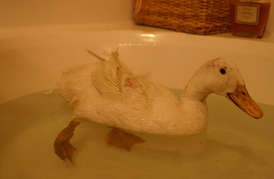 
                    The duck had a hurt foot so Young rescued her and turned her over to animal control.
                                            (Tiffany Young)
                                        