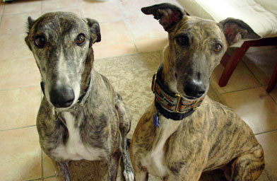 
                    Ranger and Crater, Stephan and Stephanie's Greyhounds, at home in Boston.
                                            (Stephan Fraizer)
                                        