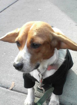 
                    Sally's rescued beagle Sassafras.
                                            (Sally Adams)
                                        
