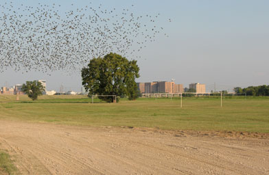 
                    A flock of birds flies over a small park between the levees along the Trinity River. The Dallas County prison complex can be seen in the background.
                                            (Julia Barton)
                                        