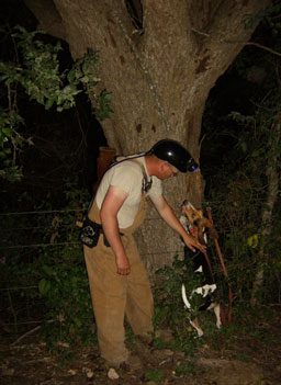 
                    Matt pets his Walker coon hound Josie, who has chased something up a tree.
                                            (Michael May)
                                        