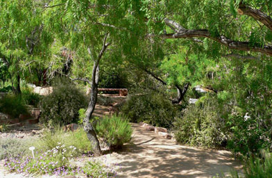 
                    Path at the Springs Preserve garden in Las Vegas, Nev.
                                            (Stan Shebs)
                                        