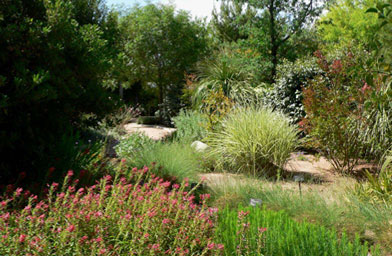 
                    Native plants at the Springs Preserve garden in Las Vegas, Nev.
                                            (Stan Shebs)
                                        