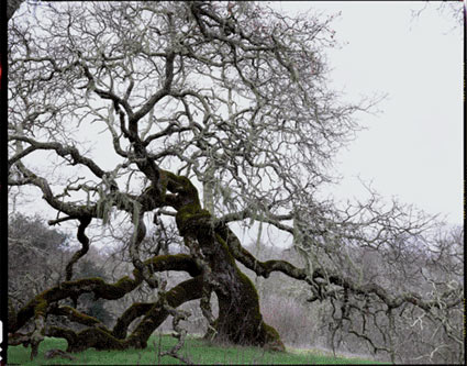 
                    An image of one of California's "hang trees" as photographed by Ken Gonzalez-Day. Gonzalez-Day began the project of photographing the sites of California lynchings as a way to reclaim parts of the Golden State's forgotten past.
                                            (Ken Gonzalez-Day)
                                        