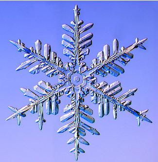 
                    Fernlike stellar dendrites are the largest snow crystals. Libbrecht says they are the best for skiing because they are thin and light, so they make a low-density snowpack.
                                            (Kenneth Libbrecht)
                                        