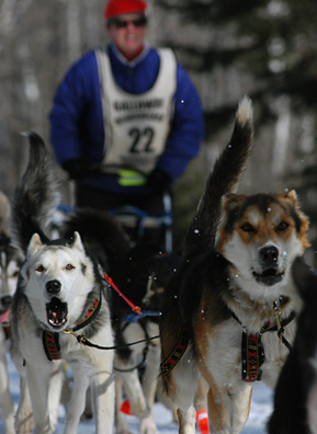 
                    Musher August Galloway leaves the Sawbill Checkpoint on the return leg of the 2004 Beargrease Dog Sled race. The Beargrease is the longest of its kind in the lower 48 states and is a qualifying event for Alaska's Iditarod Sled Dog Race.
                                            (Gary Meinz)
                                        