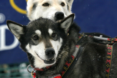 
                    A sled dog is eager to begin the 2006 Beargrease race.
                                            (Kit Larson)
                                        