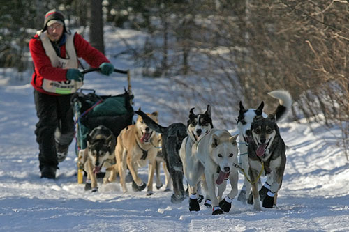 
                    Keith Ali on the trail on the second day of the 2006 Beargrease Sled Dog Race.
                                            (Kit Larson)
                                        