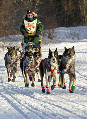 
                    A marathon musher on the trail the third day of the 2006 Beargrease Sled Dog Race along the North Shore of Minnesota. The race is a qualifying event for Alaska's long distance Iditarod Sled Dog Race.
                                            (Kit Larson)
                                        