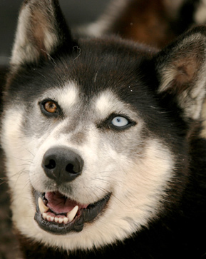 
                    A sled dog. It is common for this breed to have different colored eyes.
                                            (Kit Larson)
                                        