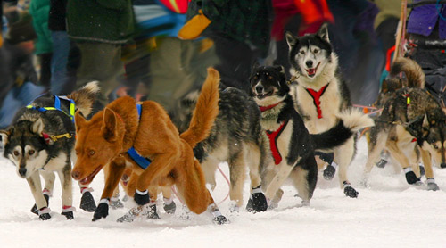 
                    Sled dogs having fun while waiting for the real work to begin the afternoon of the 2005 Beargrease event.
                                            (Kit Larson)
                                        