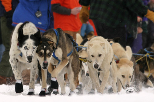 
                    Sled dogs get serious and get to work during the 2005 Beargrease.
                                            (Kit Larson)
                                        