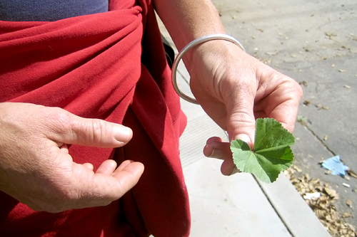
                    Mallow makes a tasty ingredient for our salad that can be found in abundance in Echo Park.
                                            (Suzie Lechtenberg)
                                        