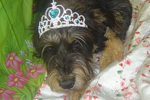
                    Duncan the pound dog, with tiara.
                                            (Duncan the pound dog)
                                        