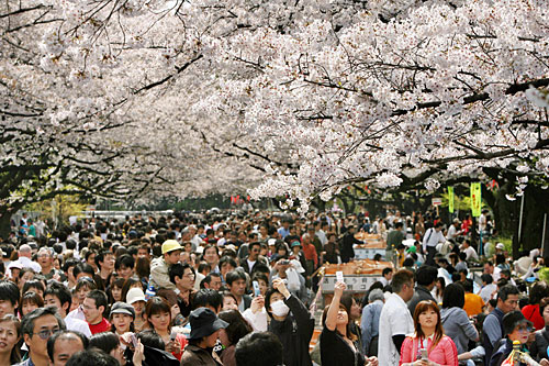 
                    Crowds stroll under cherry blossom trees in full bloom in Tokyo's Ueno Park.
                                            (Kazuhiro Nogi/AFP/Getty Images)
                                        