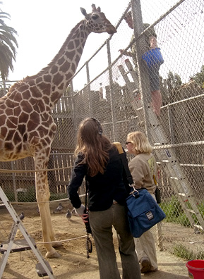 
                    Tiki the Giraffe getting ready for a snack.
                                            (Courtesy Oakland Zoo)
                                        