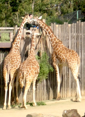 
                    Feeding time for the giraffes. Tiki is not pictured in this group.
                                            (Courtesy Oakland Zoo)
                                        