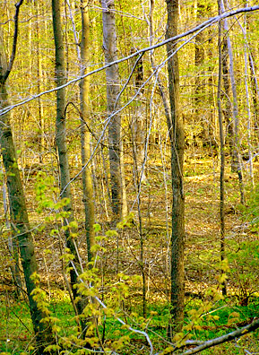 
                    A picture of Petruschke's backyard during an early spring morning on Gildersleeve Mountain in Kirtland, Ohio.  The leaves are not fully out on the American beech and sugar maple trees.  The colors of spring create a tremendous contrast to the monochromatic black and white of winter.
                                            (Haans Petruschke)
                                        