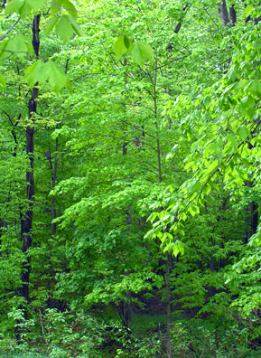 
                    According to Petruschke, a camera does not do justice to the many shades of green one sees in the Kirtland Forest canopies in early summer.  Snowfalls averaging more than 100 inches annually melt and are absorbed by the rocks. The water seeps out, providing a abundance of water that feeds the lush greenery.
                                            (Haans Petruschke)
                                        