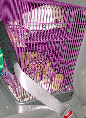 
                    Fuzzy the Hamster, strapped in for a cross-country drive.
                                            (John Moe)
                                        