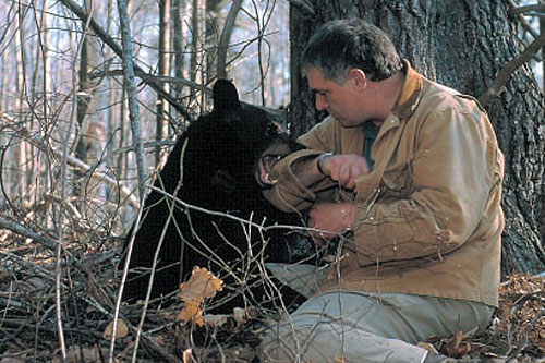 
                    Ben Kilham plays with a young black bear cub.
                                            (Wildlife Journal)
                                        