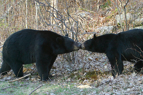 
                    Two bears sniff each other in greeting in the mountains of New Hampshire.
                                            (Ben Kilham)
                                        
