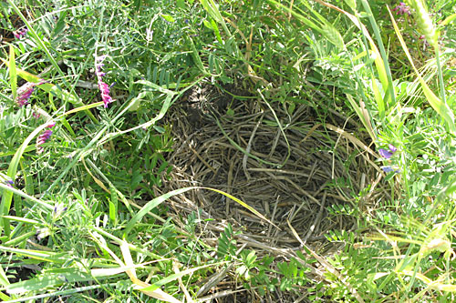 
                    A wild duck nest found in the cover crop of the Lundberg Family Farm.
                                            (Nancy Mullane)
                                        