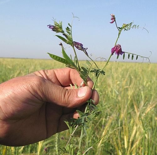 
                    Bryce Lundberg holds a sprig of purple vetch, a cover crop that enriches the rice fields.
                                            (Nancy Mullane)
                                        