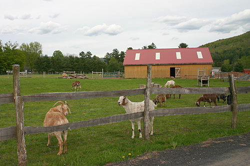 
                    An idyllic setting for a sanctuary farm.
                                            (Christina Russo)
                                        