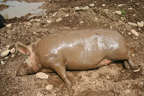 
                    A pig at the animal sanctuary lounges in the mud. "This piggy that's nuzzling you and that you can give a belly rub to, or this sweet chicken that you can hold in your arms, she's killed for your Chicken McNuggets that you buy from McDonalds," Brown says.
                                            (Christina Russo)
                                        