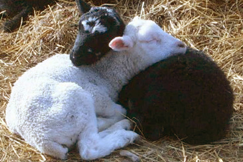 
                    Two of the Black Sheep Creamery lambs cuddle. Although the Gregory's lost more than half of their livestock in the storm, they have been able to almost completely rebound from the disaster.
                                            (Courtesy Black Sheep Creamery)
                                        