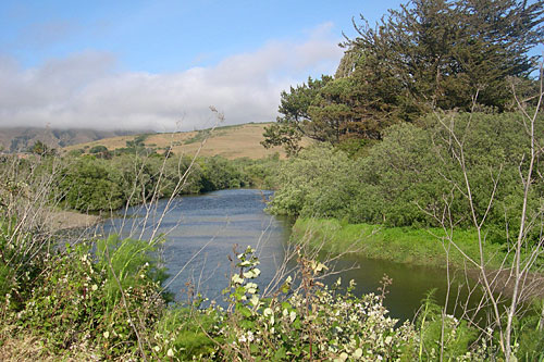 
                    Lagunitas Creek, which runs through the Giacomini Dairy Ranch property, is home to endangered coho salmon.
                                            (Krissy Clark)
                                        