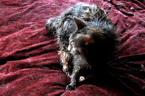 
                    The indignity of it all... Flint, post-bath.
                                            (Sally Herships)
                                        