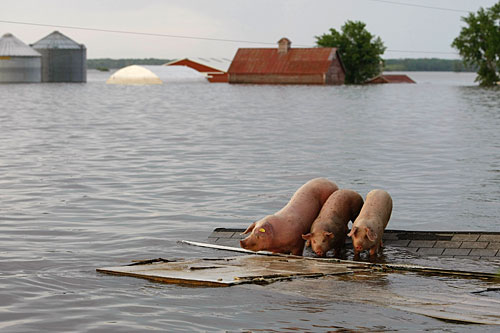 
                    Three pigs stand stranded June 20 on the roof of a building after the floodwaters from the Mississippi and Iowa rivers inundated Oakville, Iowa. The floodwaters have started to slowly recede, but towns downstream are bracing for disaster.
                                            (Joe Raedle/Getty Images)
                                        