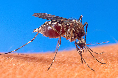
                    Aedes aegypti, one of many species of mosquitoes of the Culicidae family.
                                            (U.S. Dept. of Agriculture)
                                        