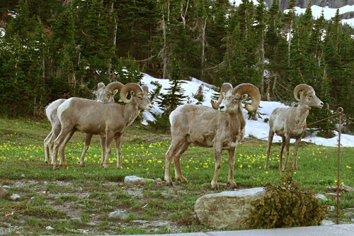
                    Big Horn Sheep hang out next to the Going to the Sun road.
                                            (Michael May)
                                        