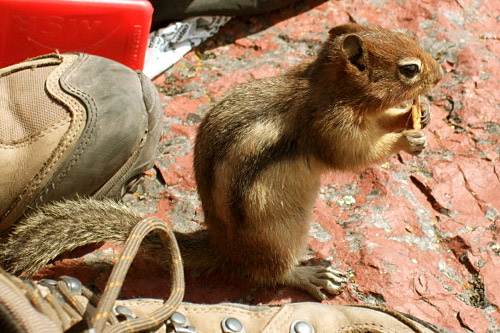 
                    The chipmunks are Glacier's most curious animal, and this one found a cracker crumb.
                                            (Michael May)
                                        
