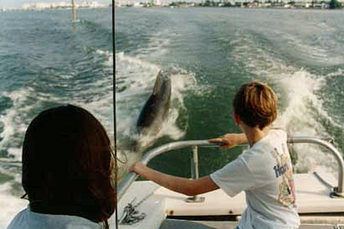 
                    Tamara and Donovan Keith watching a dolphin near St. Petersburg Beach, Fla.
                                            (Donn Keith)
                                        