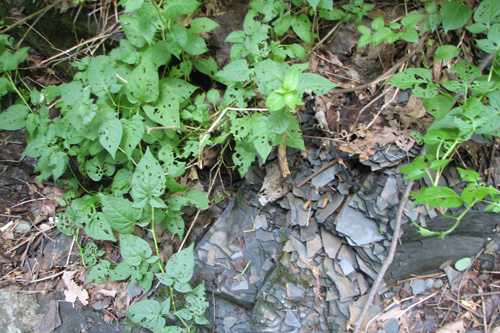 
                    Shale deposits rest near a small creek that runs through Lake View's 185 acres.
                                            (Mhari Saito)
                                        