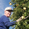 Volunteer Norm Bell collects citrus fruit