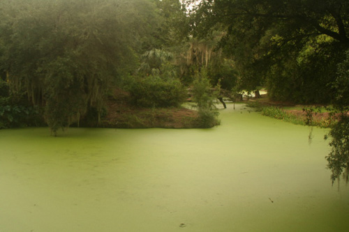 
                    The bayou at Jungle Gardens.
                                            (Daniel May)
                                        