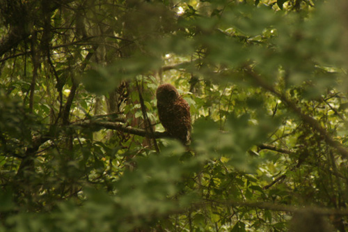 
                    A swamp owl.
                                            (Daniel May)
                                        