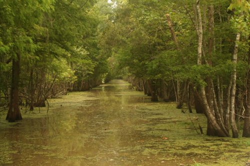 
                    Deep swamp.
                                            (Daniel May)
                                        