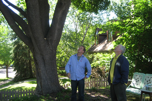 
                    John Moe and Bill Corbett try to predict how many trash bags of leaves this tree will fill up.
                                            (Marc Sanchez)
                                        